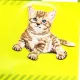 Applique Baby Cat
