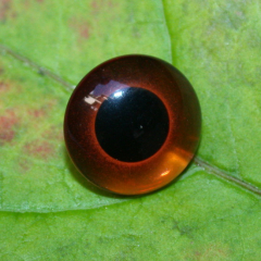 Teddy eye brown 15 mm