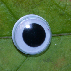 RH Wackelaugen zum Kleben 12 mm